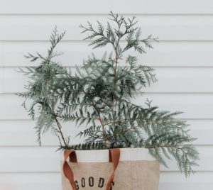 celebrate christmas broke decorate using nature